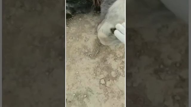 Джут смотреть онлайн