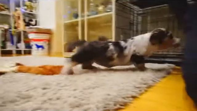 Корги смотреть онлайн