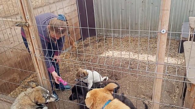 Приют "Добрый Дом в Тольятти" смотреть онлайн