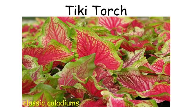 Caladium Varieties - Caladium Philippines смотреть онлайн