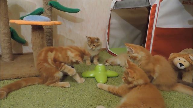 Cattery "Forest Yeti" Litter "C" 12 weeks смотреть онлайн