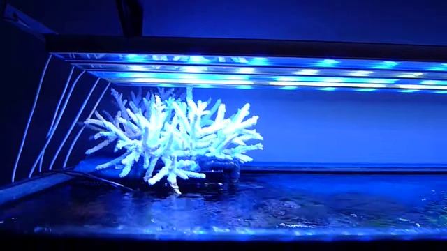 LED lamps AKVASERVISS akva.lv juras akvarijs смотреть онлайн