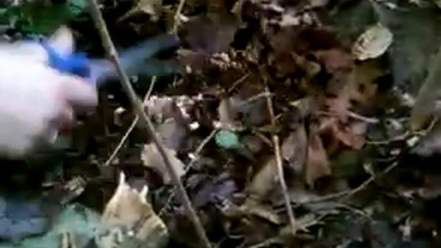 Опята 2016г. - целая поляна, дерево после сбора опят. смотреть онлайн