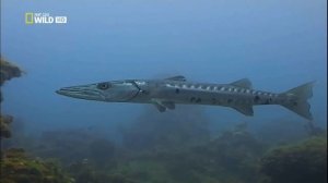 Жизнь в океане: Баракуда