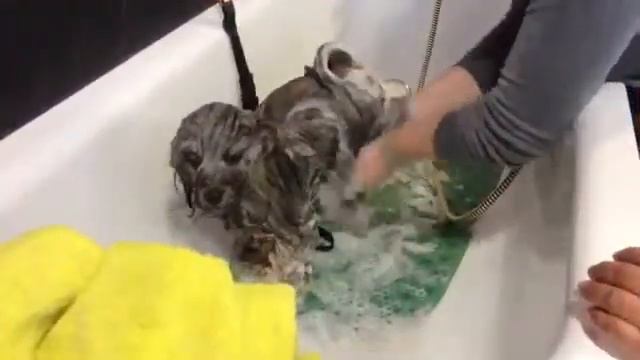 Pure Paws Grooming - Груминг Лхаса Апсо смотреть онлайн