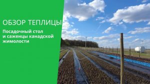 Обзор теплицы и посадочного стола