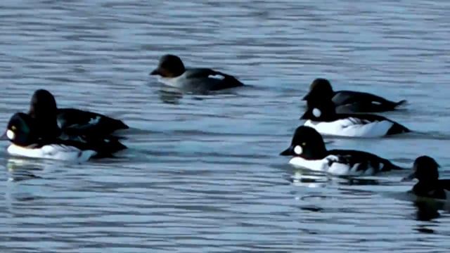 ГОГОЛИ и ХОХЛАТЫЕ ЧЕРНЕТИ смотреть онлайн