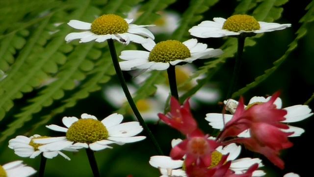 Оздоровление глаз Фразы для повторения Лечим хрусталик, зрительные нервы, сетчатку и прочее смотреть онлайн