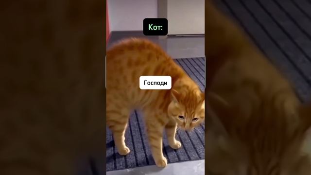 Даже кот понял )