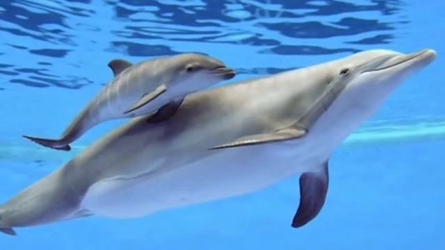 ДЕЛЬФИН - БАЛЫҚ ПА? ДЕЛЬФИН ТУРАЛЫ ҚЫЗЫҚТЫ МӘЛІМЕТТЕР. смотреть онлайн