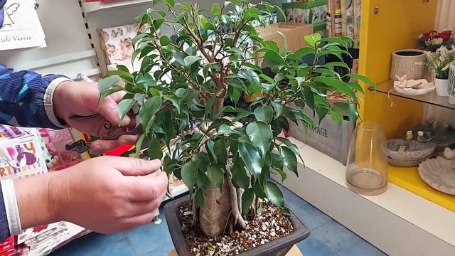 Ficus Benjamina bonsai - root over rock смотреть онлайн