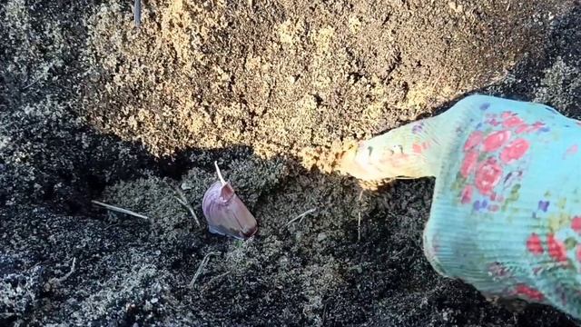 Посадка озимого чеснока в Амурской области. мой первый опыт. смотреть онлайн