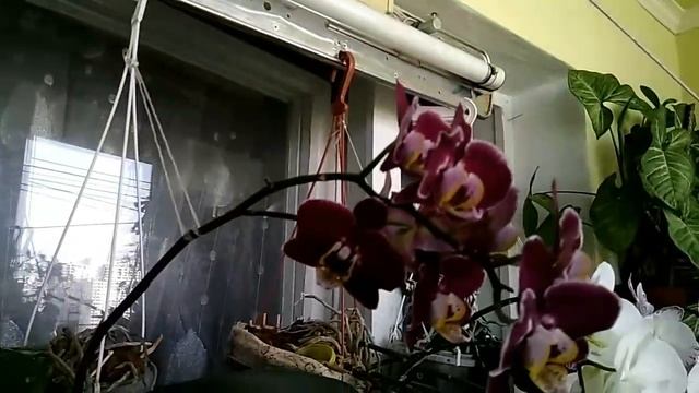 #537.цветочные новости???подобрала плектрантус? Колеус? смотреть онлайн