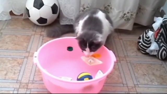 МОРСКОЙ БОЙ КОТА БАТОНА Норвежский лесной кот Видео смотреть онлайн