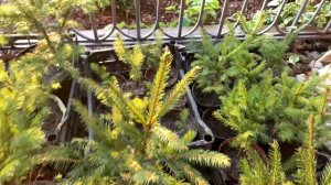 Когда сажать хвойные растения? Что лучше весенняя или осенняя посадка хвойных деревьев?