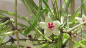 Виды и сорта хойи. Невероятная красота!!!