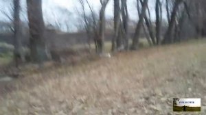 Натаска ягдтерьера по  заячьему следу!Охота с Ягдтерьером