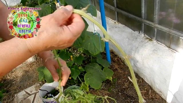 Огурцы Арктика F1. Длина побега имеет значение для урожайности партенокарпических огурцов в теплице смотреть онлайн