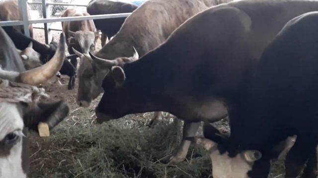 Скотный рынок 28.05.2022г. (Мал базар)🐎 смотреть онлайн