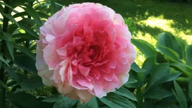 Пион "Роуз Харт" (Rose Heart) смотреть онлайн