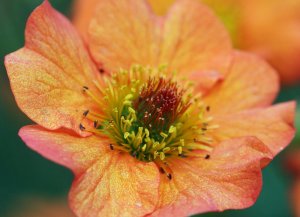 Гравилат Geum РЕЛАКС ТЕРАПИЯ ИМПРОВИЗАЦИЯ композитор Виктор Анохин #музыка #piano #цветы #bossanova