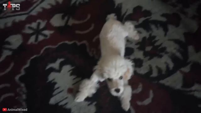 Top 5 Smartest Dog Breeds in the World 🐕🦺 смотреть онлайн