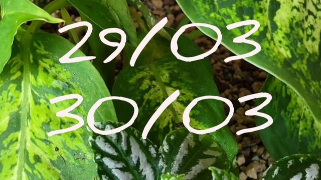 Лунный календарь для цветоводов с 28 по 31 марта смотреть онлайн