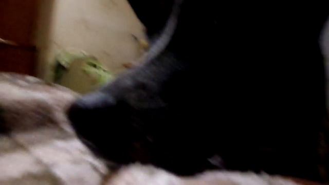 Первые долгие и не конфликтные поигрули Милитари и Дивы смотреть онлайн