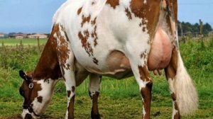 Айрширская порода КРС содержание и уход | Крупный рогатый скот | Молочная Айрширская корова