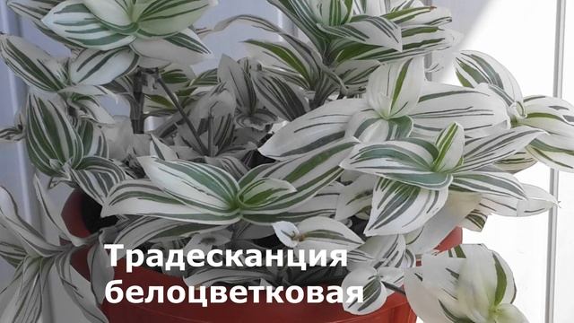 Самые Полезные КОМНАТНЫЕ РАСТЕНИЯ/Цветы для Дома смотреть онлайн