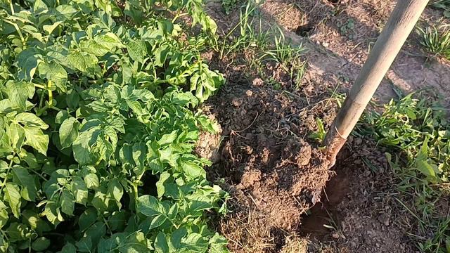 Первая картошка 01.07.2024