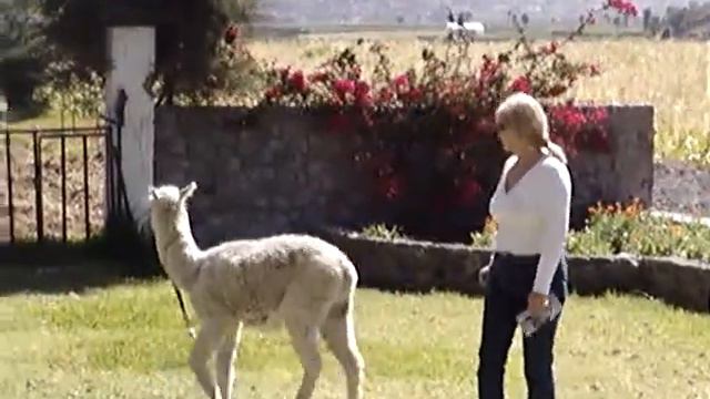 Tratando de domar una alpaca смотреть онлайн