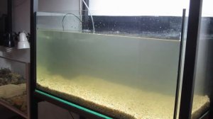 Учимся запускать аквариум / 115 литров / Доступно и просто