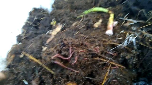 Червь Старатель- 13 дней после покупки. смотреть онлайн