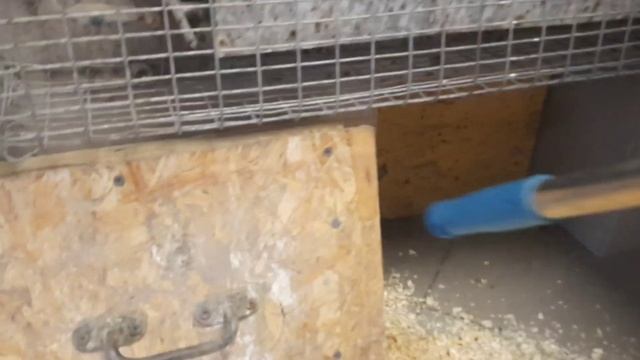 НАШ ЕВРО-КУРЯТНИК! смотреть онлайн