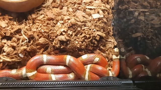【探店Vlog】参观打卡爬宠店 Exotic Pets Studio Malaysia смотреть онлайн