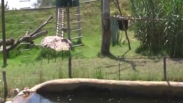 Зоопарк Фригиа. Тунис. смотреть онлайн