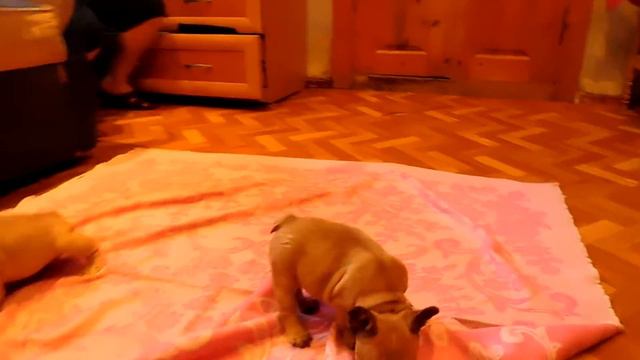 внучки ДЮКА (две девочки), на фото 39 дней смотреть онлайн
