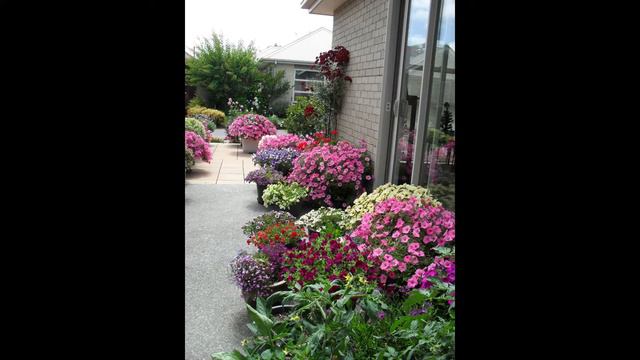 A Mid Summer Garden In Christchurch, New Zealand