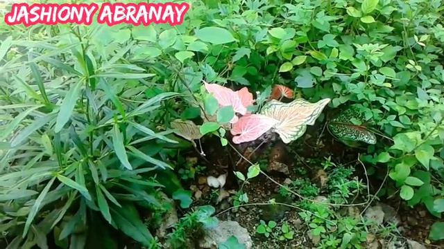 White Butterfly | Jashiony Abranay смотреть онлайн