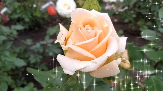 День рождения в июне. Красивое поздравление с Днем рождения смотреть онлайн