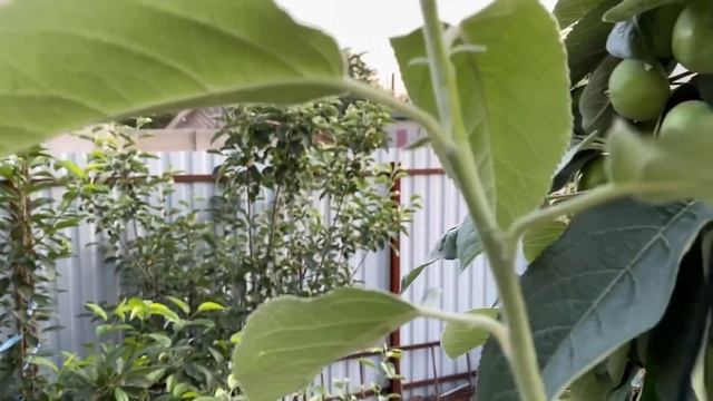 Колоновидная яблоня. Часть 7. Роль верхушечной почки в развитии и росте колоновидной яблони. смотреть онлайн