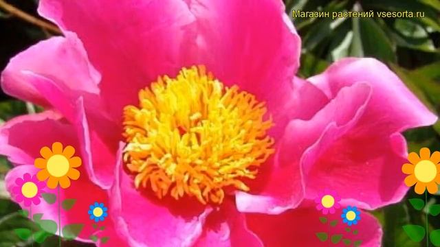 Пион молочноцветковый Эль Эклатант. Краткий обзор, описание paeonia lactiflora L Eclatante смотреть онлайн