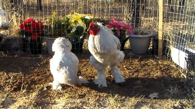 B&E Farm Lavender Brahma смотреть онлайн