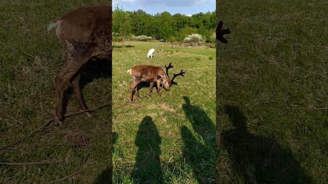 ОЛЕНИ ПАСУТСЯ. смотреть онлайн
