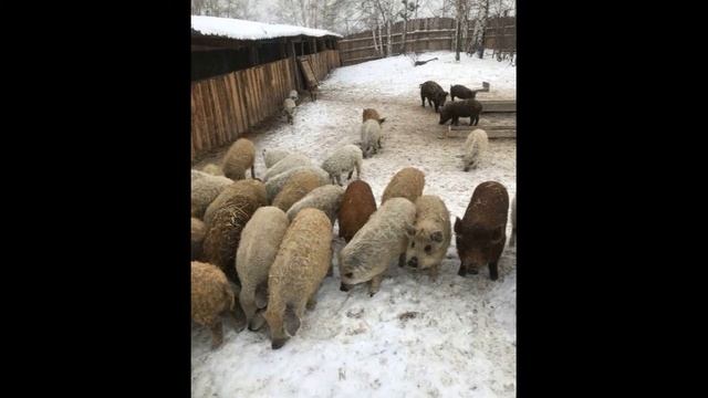 Поросята венгерской мангалицы. Адрес: г. Красноярск смотреть онлайн