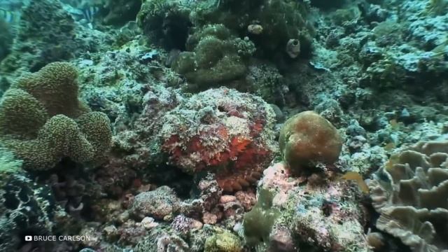 Эта Рыба в 100 Раз Опаснее Пираний и Вот Почему смотреть онлайн