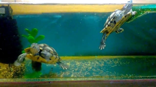 Красноухие водяные черепахи смотреть онлайн