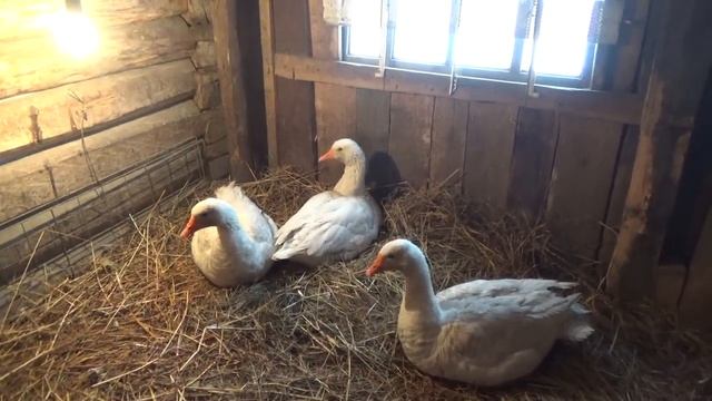 Гуси понимают что их стало меньше? Хорошо ли жить в Сибири? и др.ответы на вопросы.... смотреть онлайн