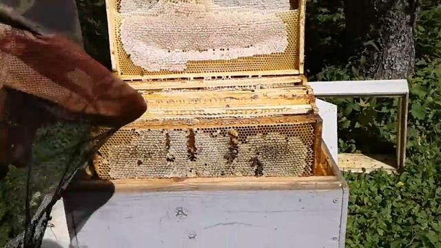Весенний точёк, забираем мёд.